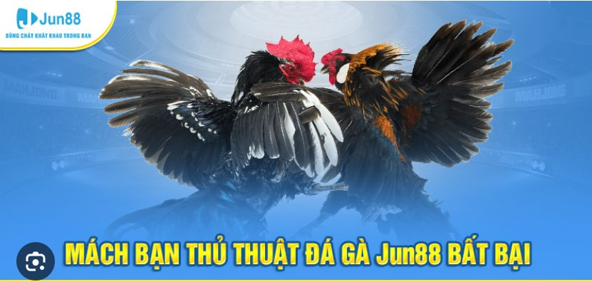 Trò đá gà truyền thống có rất lâu đời từ thời nhà Lý